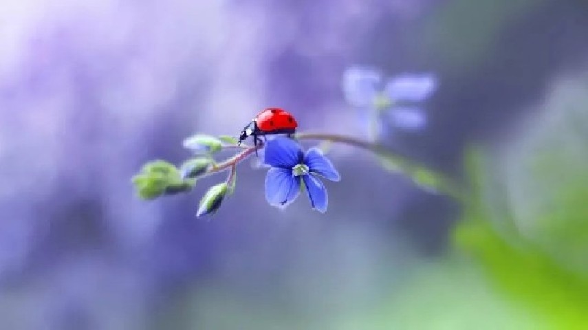 光学成像原理之景深